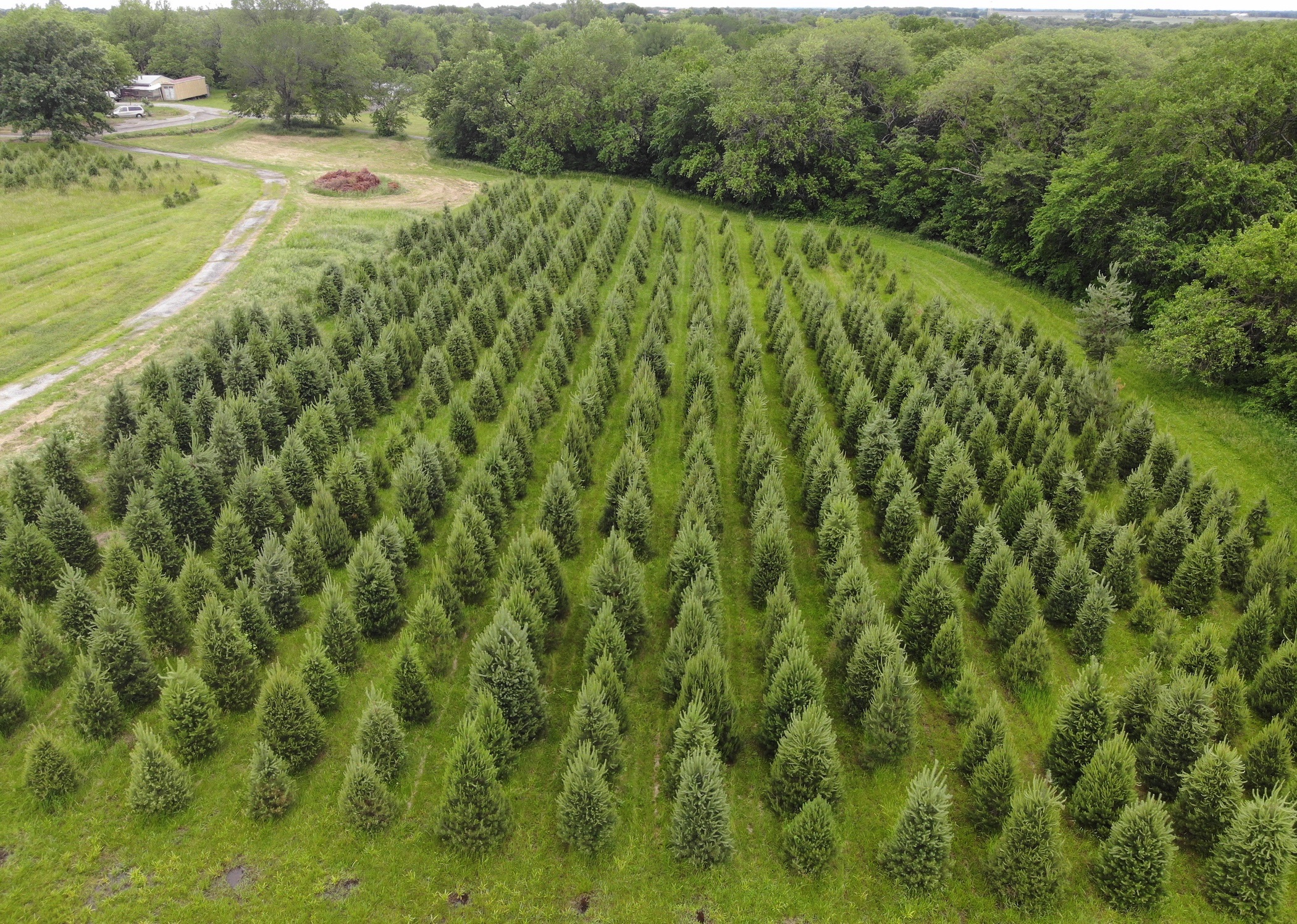 Photo of Christmas Tree Farm